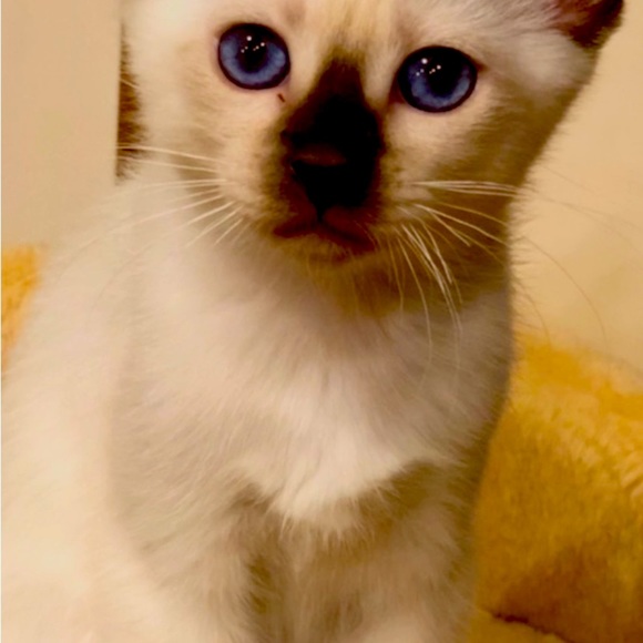 Meet your Posher, Clare - Picture 3 of 7